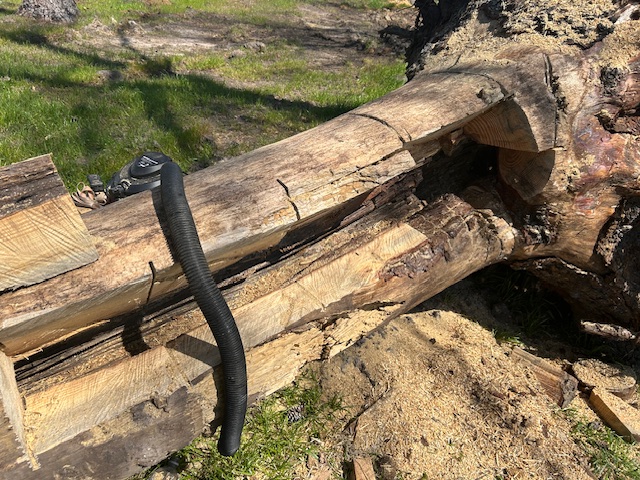 Removing bees from a fallen tree near Pink Hill, NC-2025