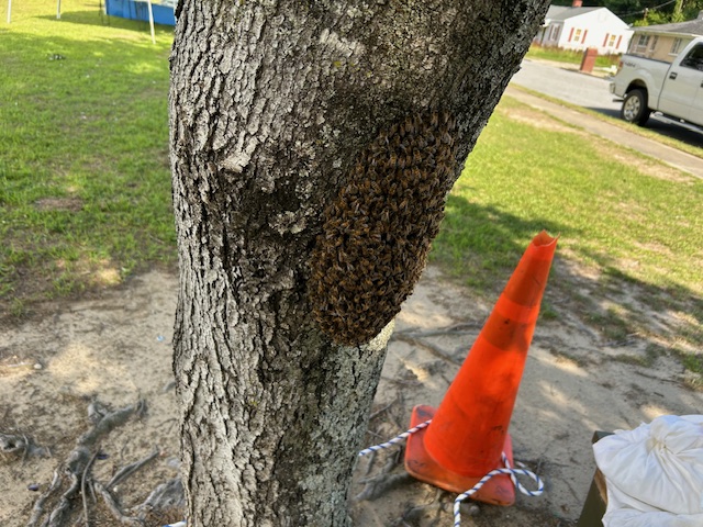 Swarm at Holloway Park 2025