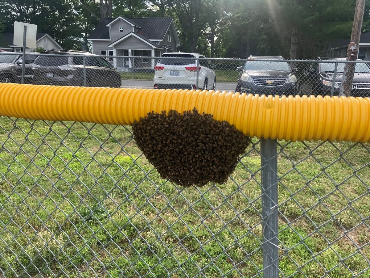 Swarm at Fairfield Park during a ballgame 2025