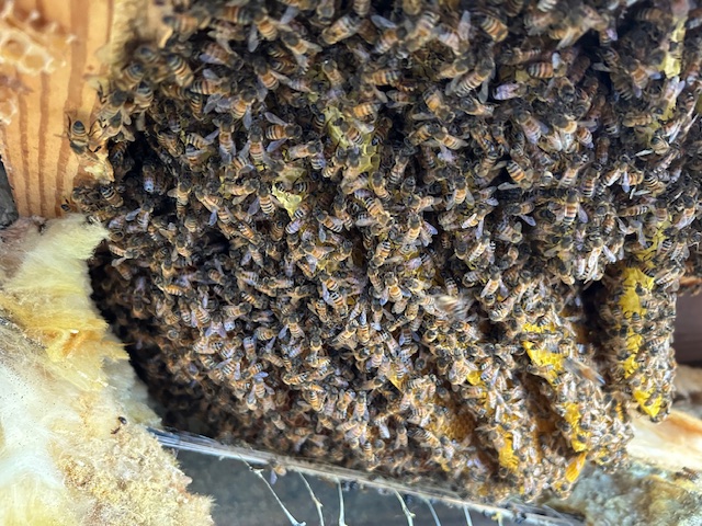 Bees under mobilehome on British Rd