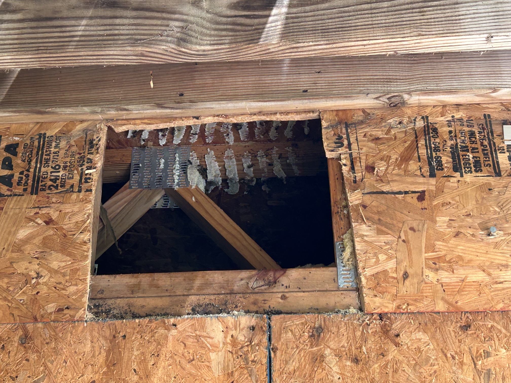 Most of bees removed, removal of comb starting