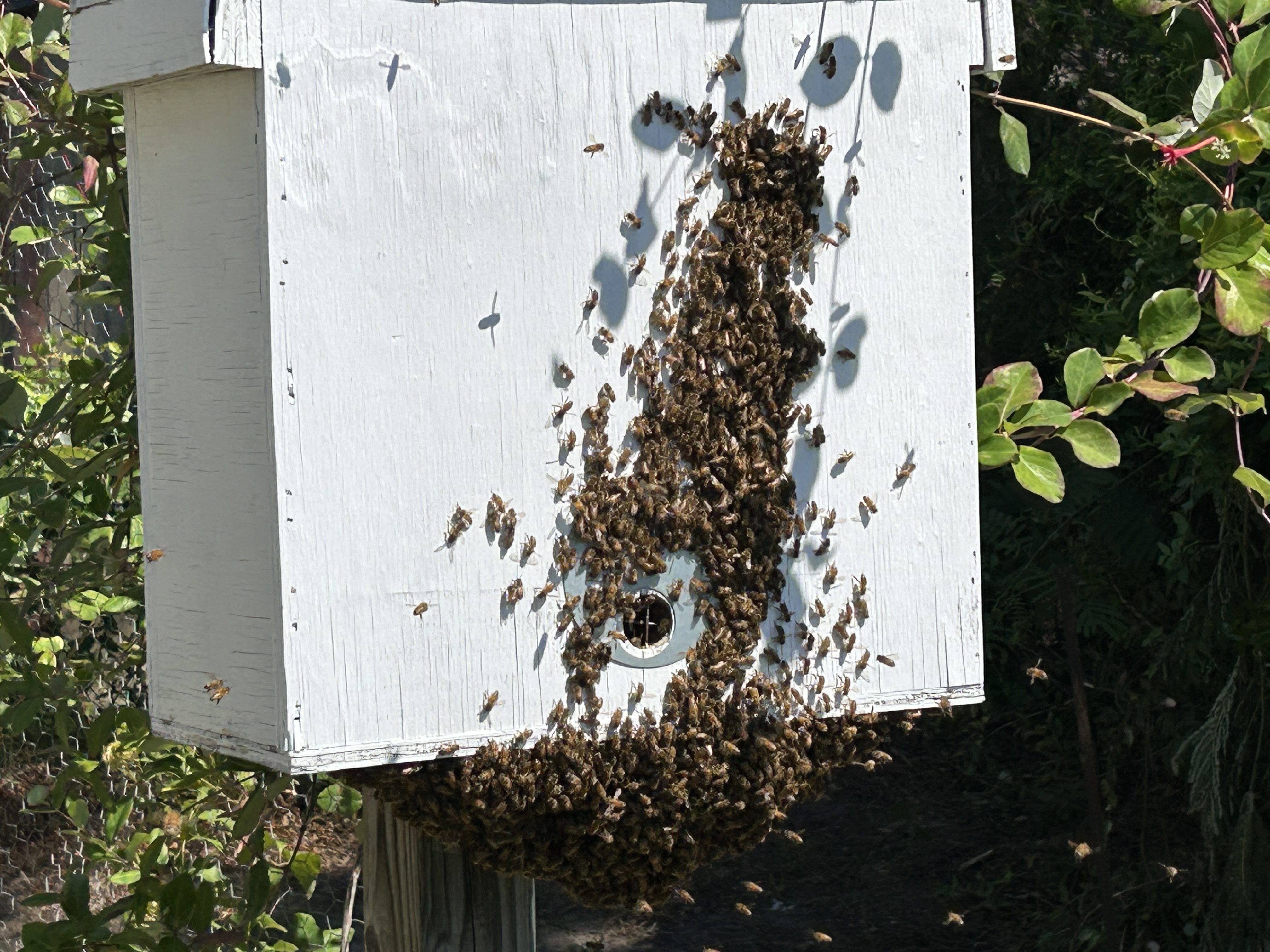 Swarm moving into backyard trap on 06/05/2026