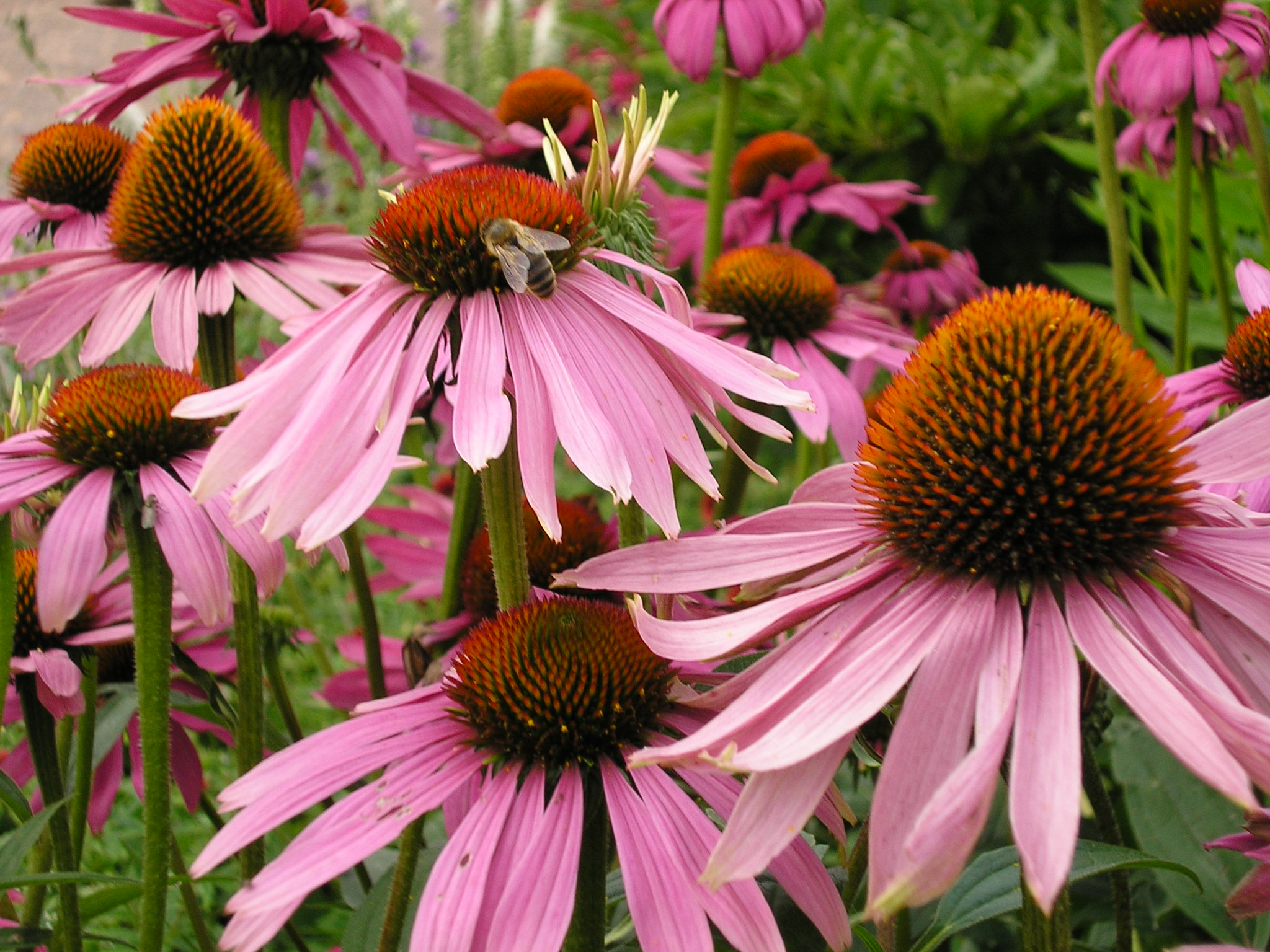 Purple Coneflower