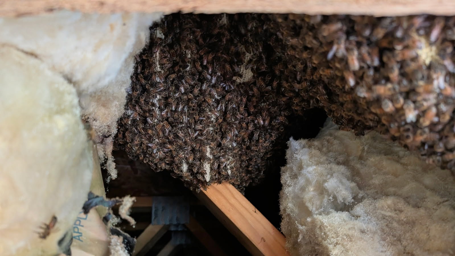 Bees getting into area between floors of a two story apartment complex, some even found their way into living quarters