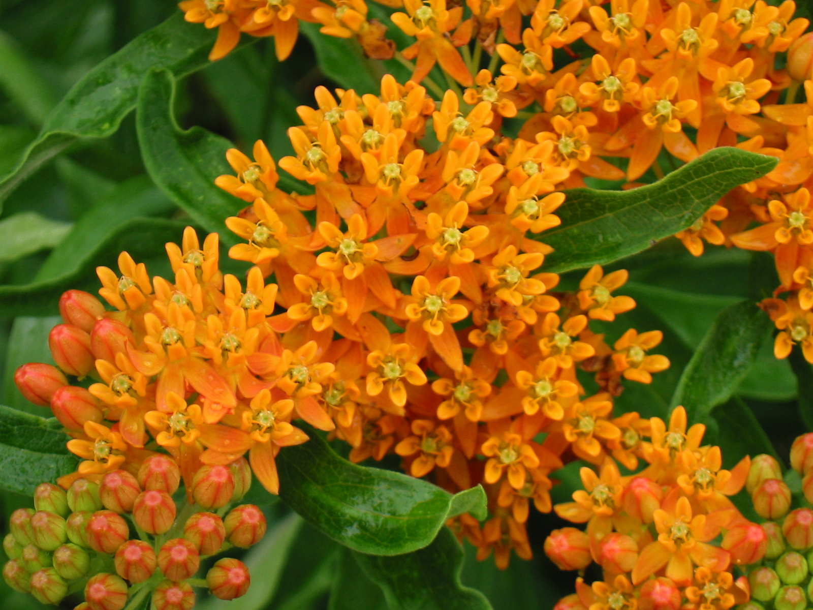 Milkweed