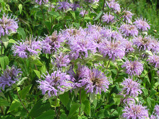 Bee Balm