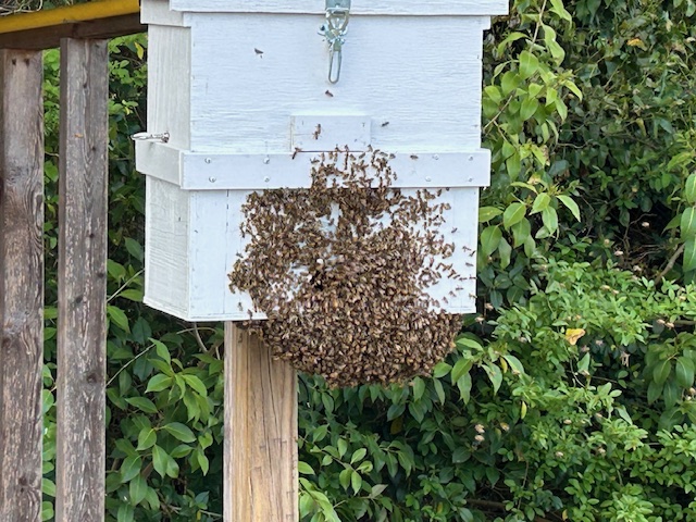 Swarm entering swarm box in my backyard on 04/01/2026